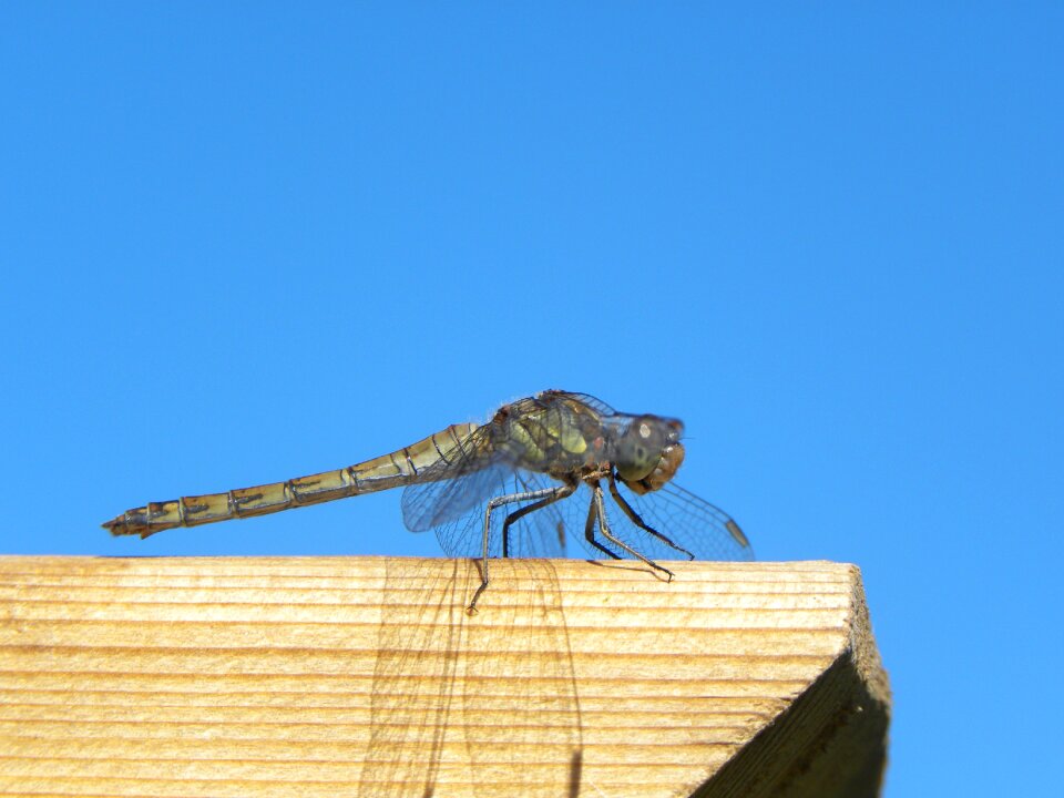 Macro nature wings