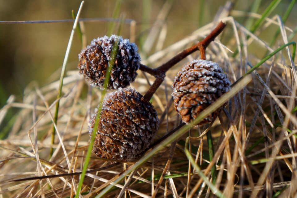 Natural artichoke winter