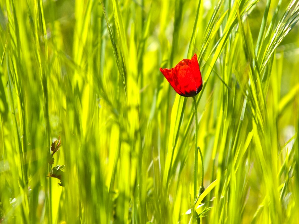 Bloom plant nature