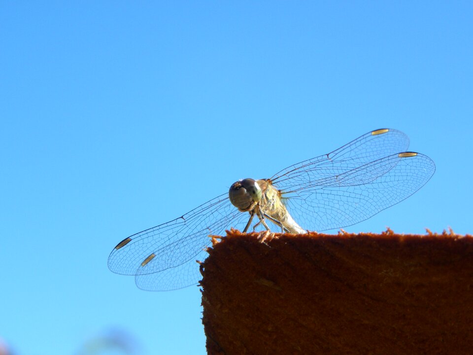Macro nature wings
