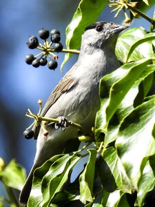 Garden bird nature animal