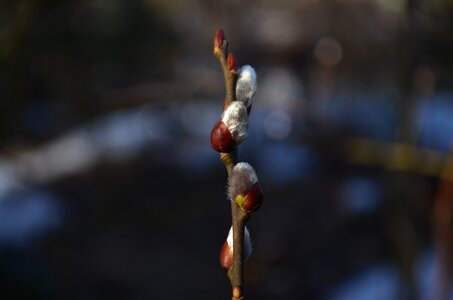 Blur branch bloom photo