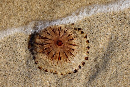Jellyfish animals beach photo