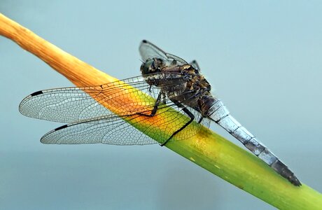 Dragonfly blue nature