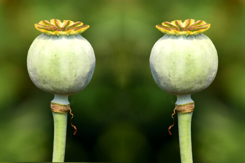 Seed capsules encapsulate seeds