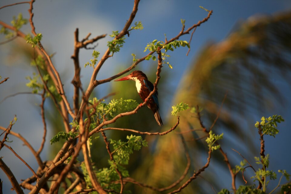 Smyrnensis wildlife nature