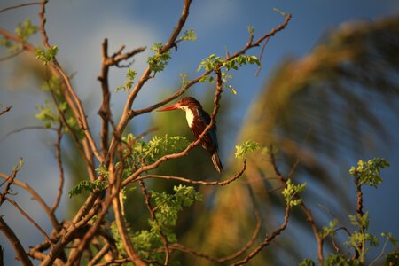 Smyrnensis wildlife nature