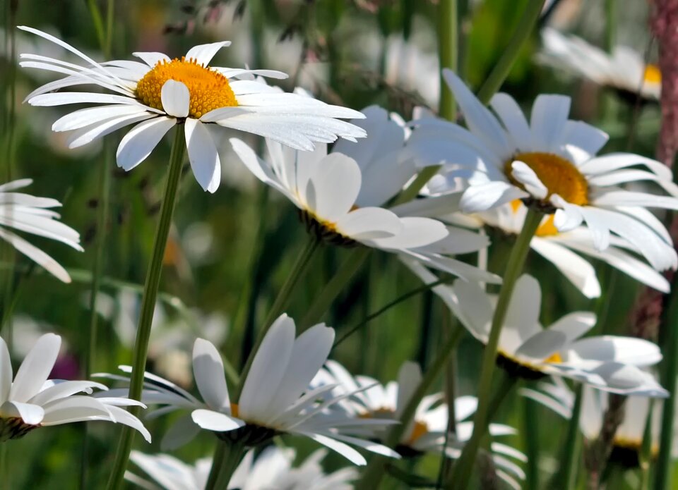 Grass white meadow