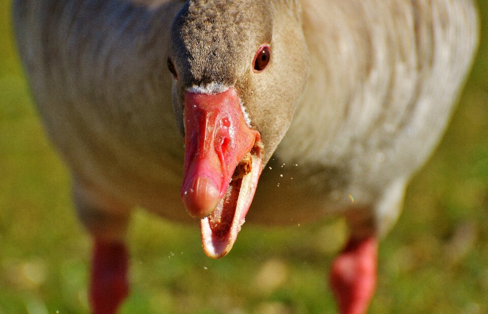 Eat bread water bird