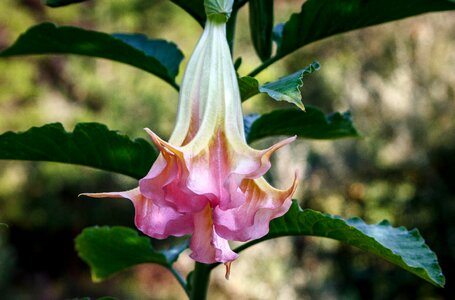 Ornamental plant sub-tropical plant solanacea family