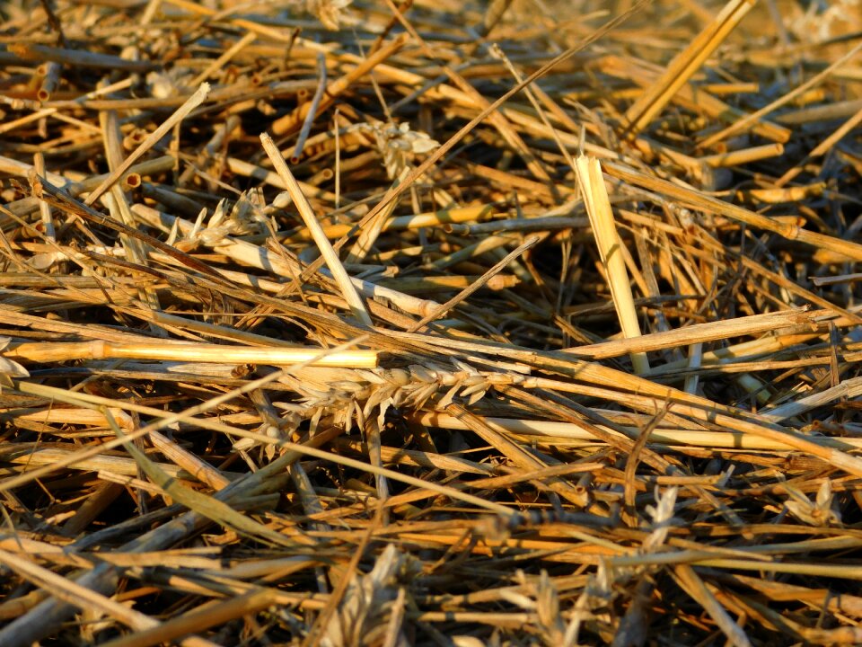 Grains cereals cornfield