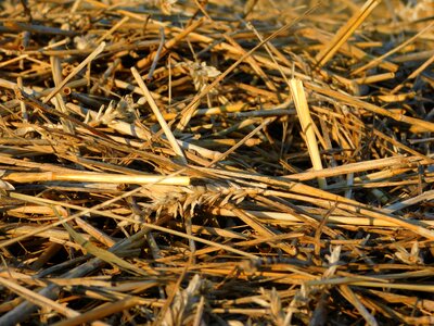 Grains cereals cornfield