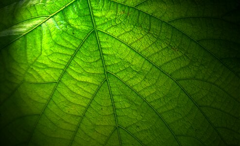 Large leaves close up plant