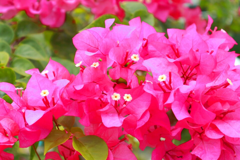 Red pink flowers floral