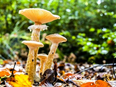 Nature forest autumn