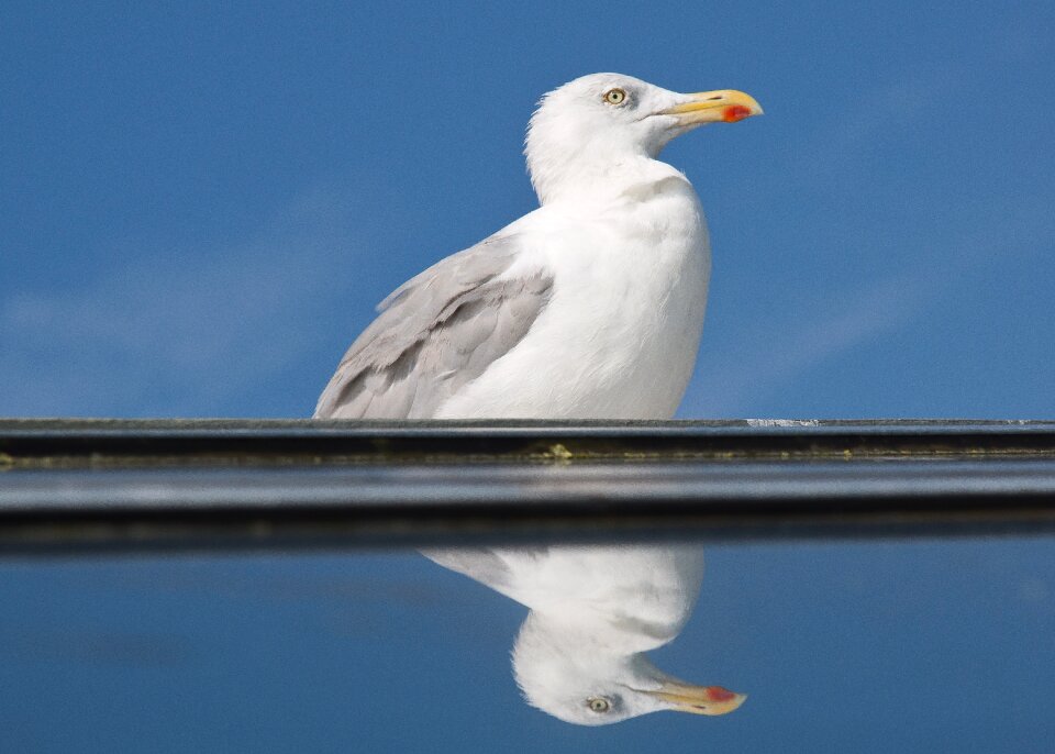 Bird sea north sea