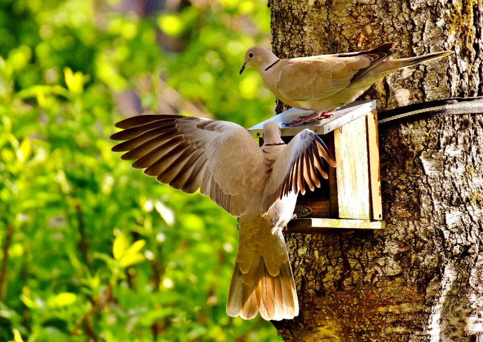 Birds feather animal