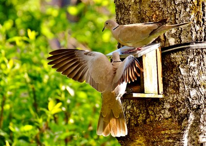 Birds feather animal photo