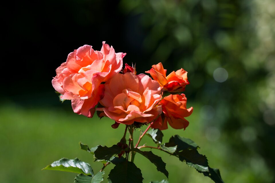 Blossom bloom orange photo