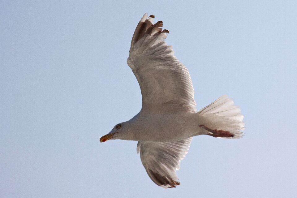Bird sea north sea