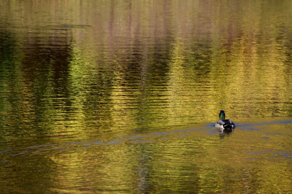 Bird water waterfowl