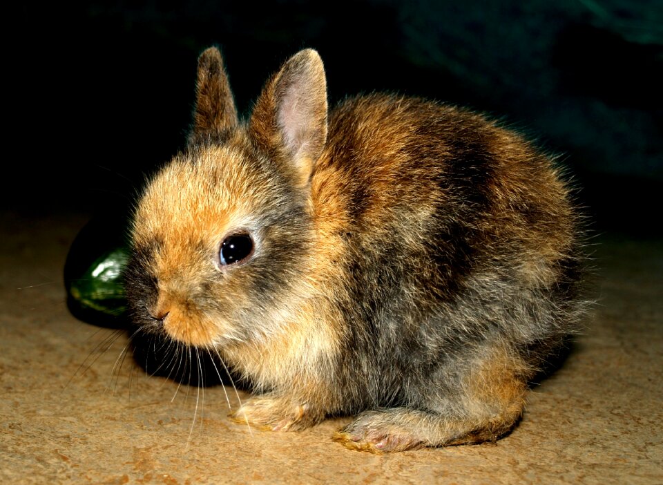 Hare baby pets sweet
