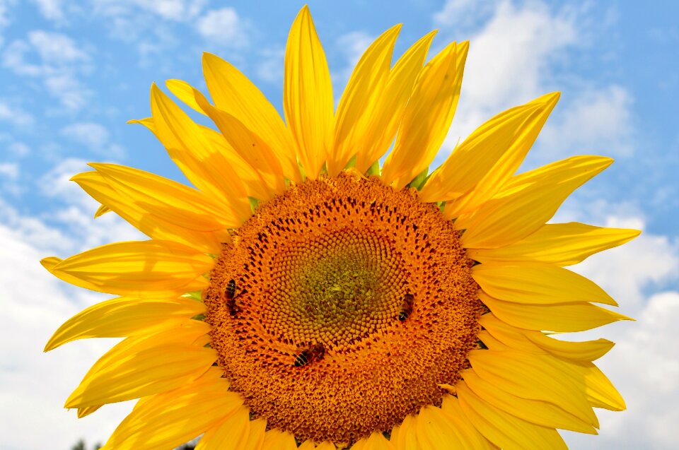 Pollen yellow flower bloom