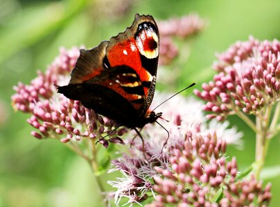 Close up nature animal