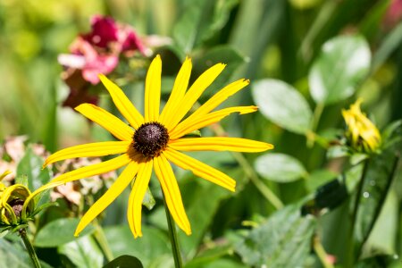 Yellow flower rudbeckia fulgida composites photo