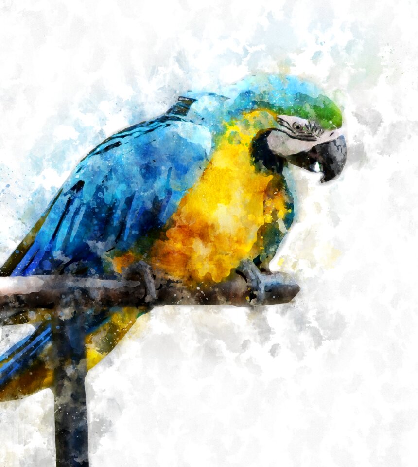 Parrot colorful bright