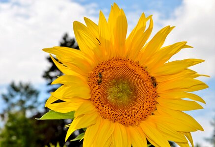 Pollen yellow flower bloom photo