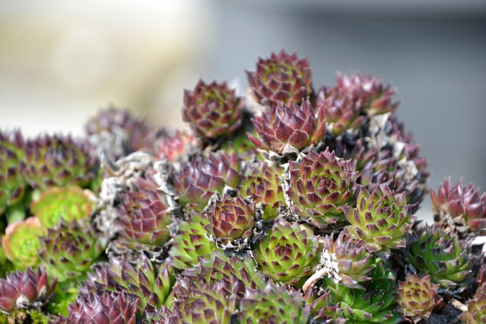 Stone flower plant green red