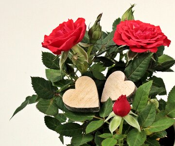 Thank you about love for mother's day mama