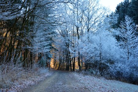 Forest cold wintry photo