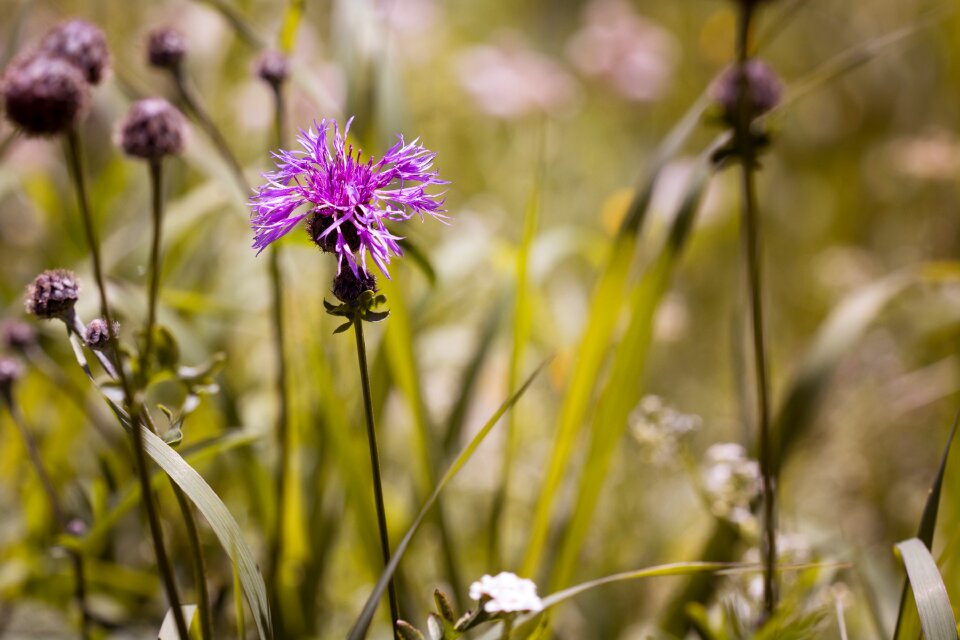 Flower pointed flower meadow