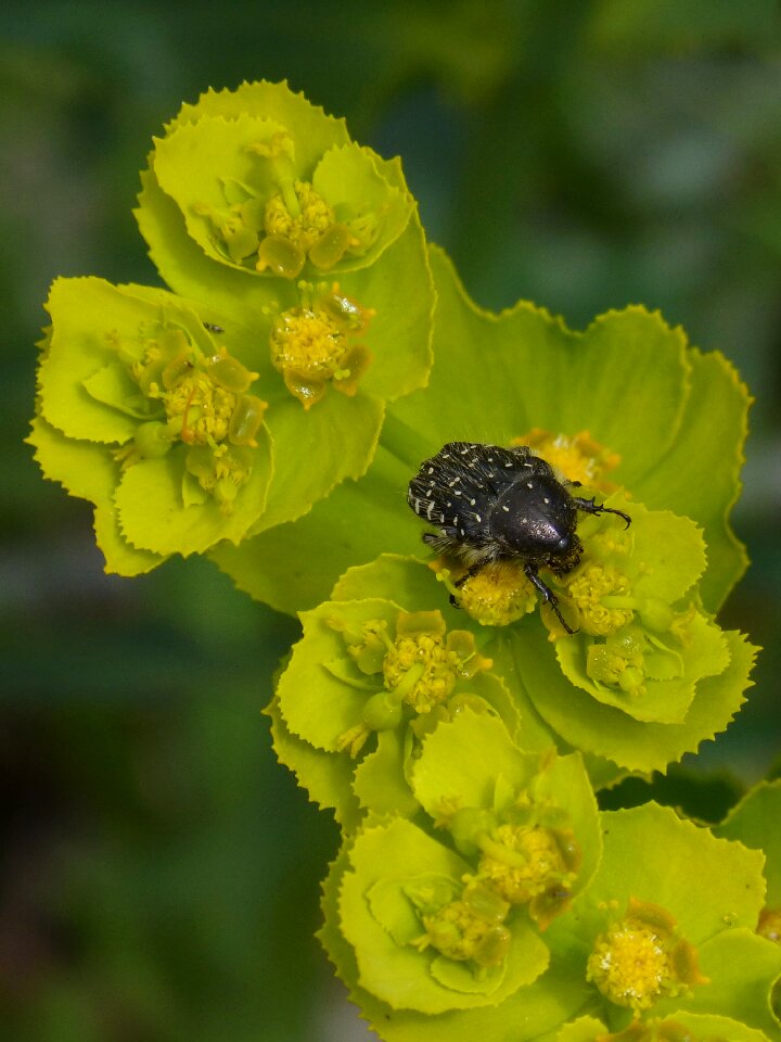 Coleoptera flower libar