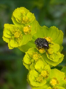 Coleoptera flower libar photo