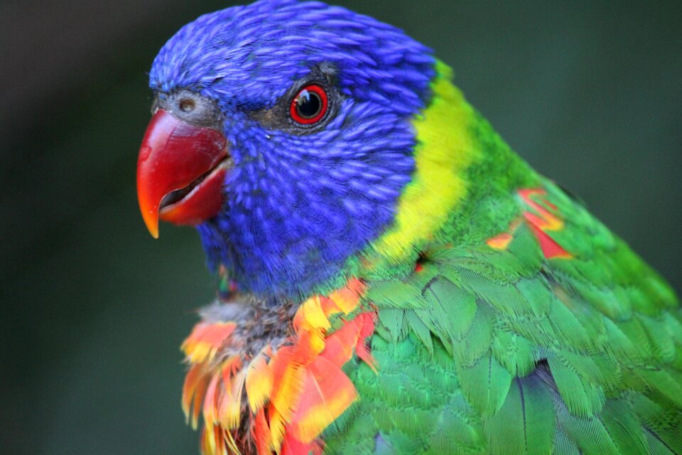 Parakeet lorikeet blue