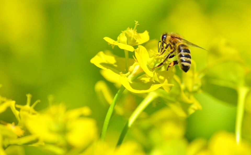 Bloom pollination pollen