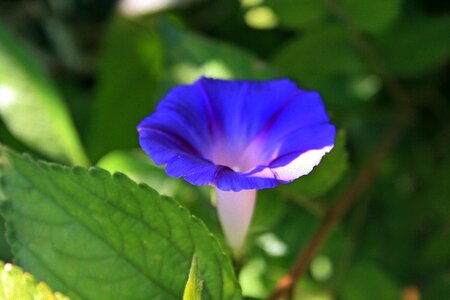 Purple wild weed