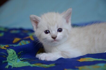 Cute animal kitten