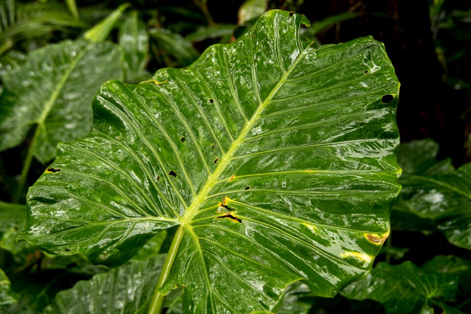 Leaf green rain forest