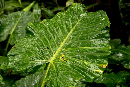 Leaf green rain forest photo