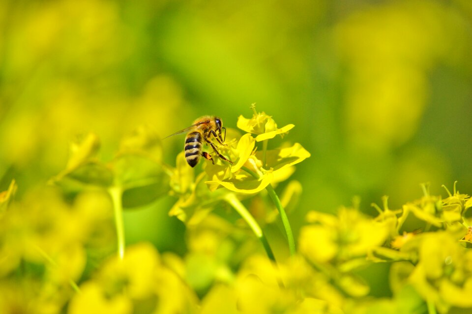 Bloom pollination pollen