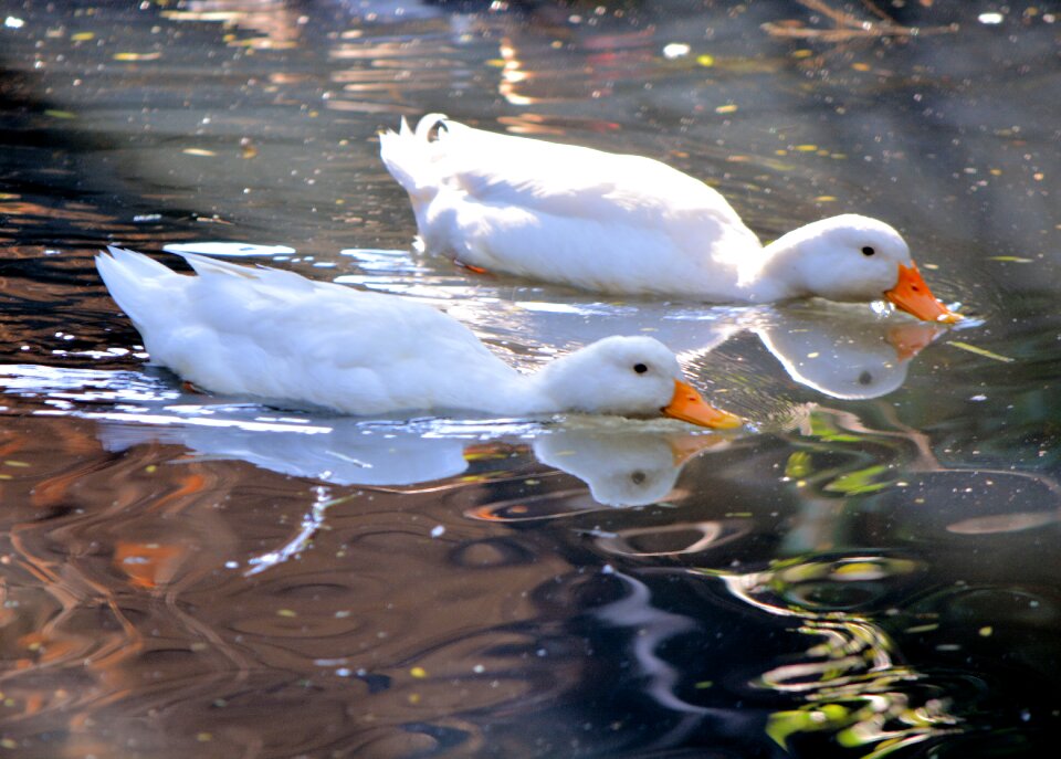 Swimming pond nature
