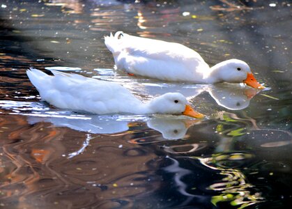 Swimming pond nature photo