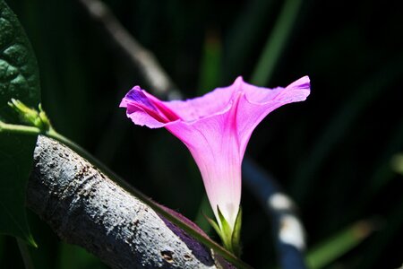 Pink wild weed