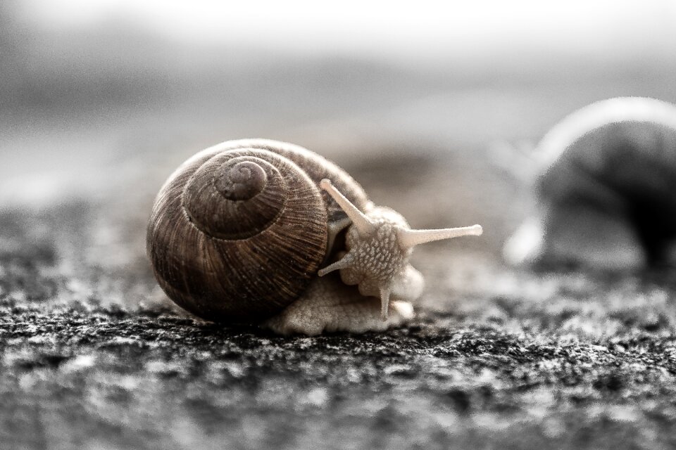 Shell crawl nature
