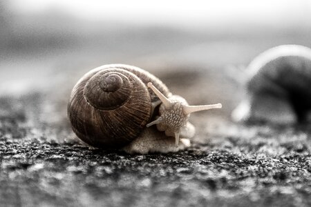 Shell crawl nature photo