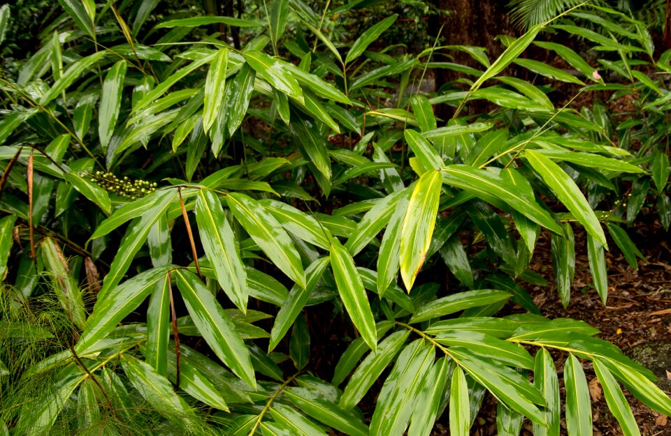 Wet shiny rainforest